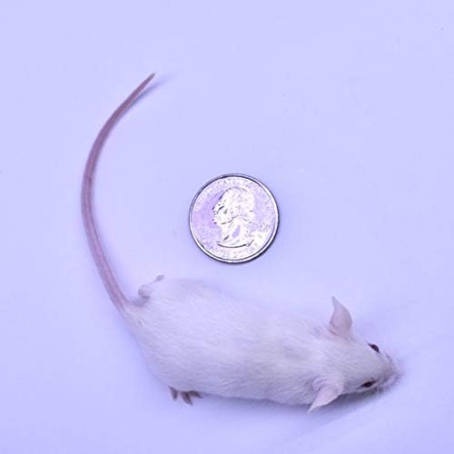 MiceDirect 75 Frozen Mice Weanling Feeders Snake Food for Juvenile Red Tail Boas Ball Python Adult Milk Snakes Corn Sand Boa (2-2.5 in) (Pack of 75) (975 Grams Min)