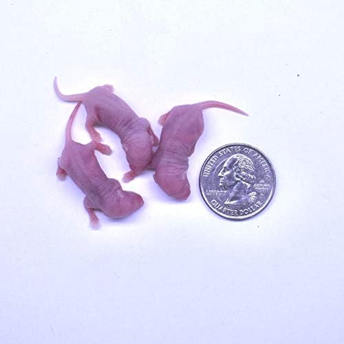 MiceDirect Frozen Mice Combo Pack of Small Pinkies & Pinkies Feeder Mice - Food for Corn Snakes, Ball Pythons, Lizards & Pet Reptiles- 40 Ounce (50 Count)