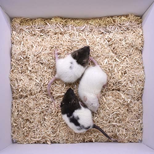 MiceDirect Frozen Rat Combo Pack of Weanling & Small Feeder Rats Weanlings & Rat Smalls Feeder Food for Snakes and Reptiles (40)