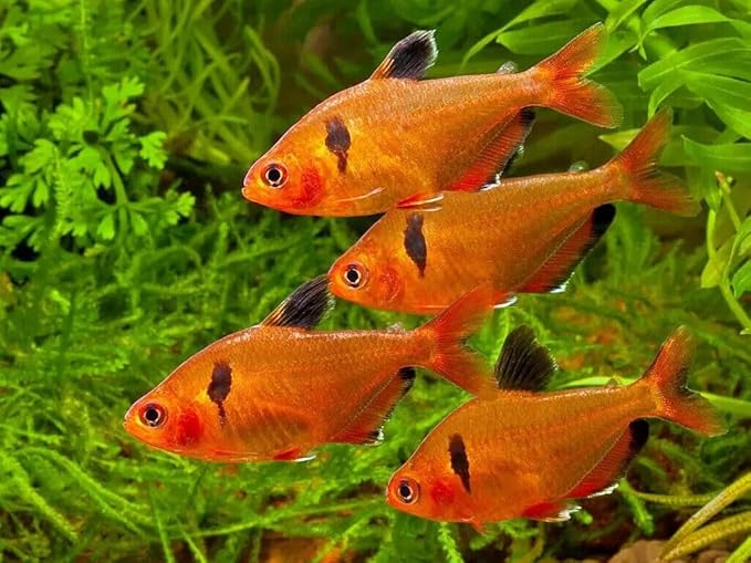 Aquatic Foods Inc. 0.8mm Micro California Blackworm Floating Pellets w/Color Enhancers & Vitamins for Guppies, Tetras, Bettas, Nano Fish, All Baby Fish…3oz Squeeze Bottle