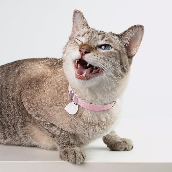 Safety Cat Collar Pro - U.S. IDA Gold Awarding Design, Elastic Quick Release Cat Collar with Buckle Non Breakaway - Lightweight for Kitten All Small Large Cats (Vivid Red, M 7.9-15.7")