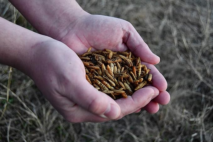 Good Deal Grubs Dried Black Soldier Fly Larvae Treat (5lb) for Chickens, Poultry, Birds, Small Pets - Protein and Calcium Supplement