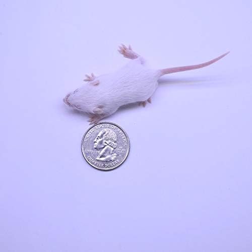 MiceDirect EST. 2003 80 Frozen Mice Combo Pack of 40 Small Fuzzies and Fuzzies Feeders Snake Food for Corn Snakes Ball Pythons Lizards (.5-1.5 in)(280 Grams Min)