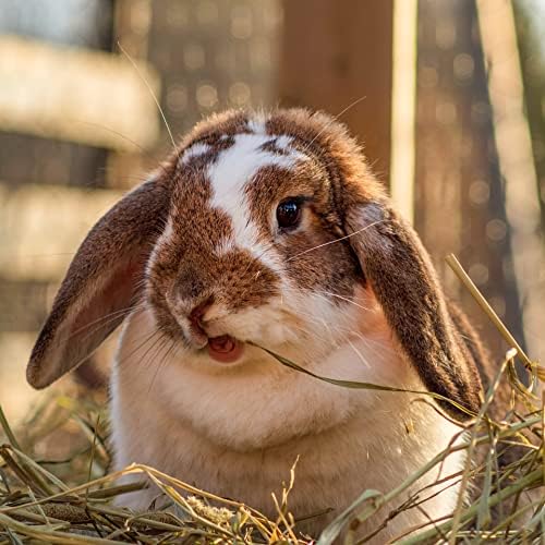 Blue Mountain Hay | Fresh Teff Grass Hay (15 Ounce) | Low NSC, High Fiber, Healthy Weight Management | High-Altitude Hay Pet Food for Rabbits, Guinea Pigs, Chinchillas, Hamsters, and Other Small Pets