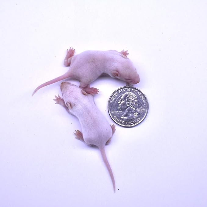 MiceDirect EST. 2003 125 Frozen Mice Small Fuzzie Feeders Snake Food for Juvenile Hognose Corn Milk (.5-1 in) (375 Grams Min)