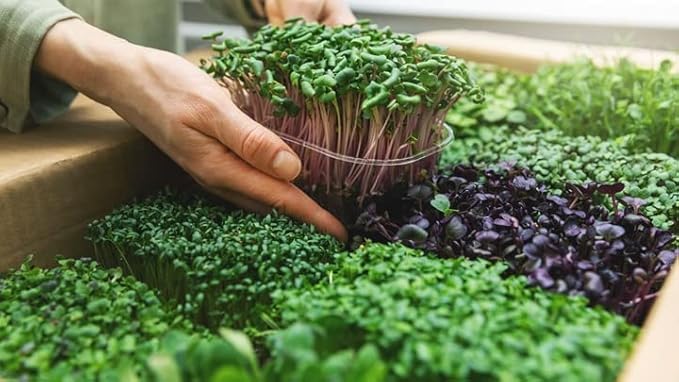 Gardenera Organic Microgreens Premium Potting Mix: Superior Nutrient Retention and Plant Vitality - 5 Quart