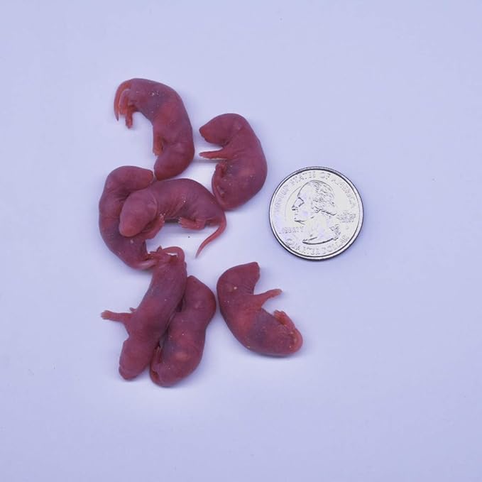 MiceDirect Frozen Mice Combo Pack of 15 Small Pinkies & 15 Pinkies Feeder Mice - Food for Corn Snakes, Ball Pythons, Lizards – 40 Ounce (Pack of 30)