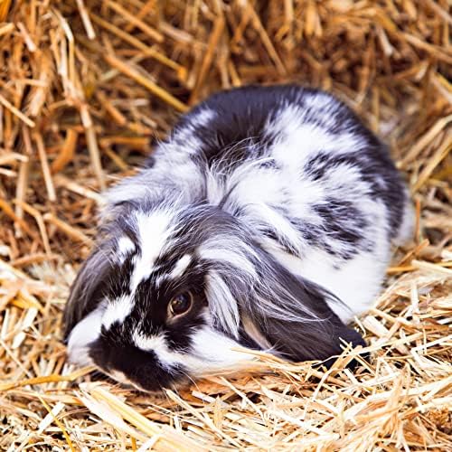 Blue Mountain Hay | Fresh Teff Grass Hay (40 Ounce) | Low NSC, High Fiber, Healthy Weight Management | High-Altitude Hay Pet Food for Rabbits, Guinea Pigs, Chinchillas, Hamsters, and Other Small Pets
