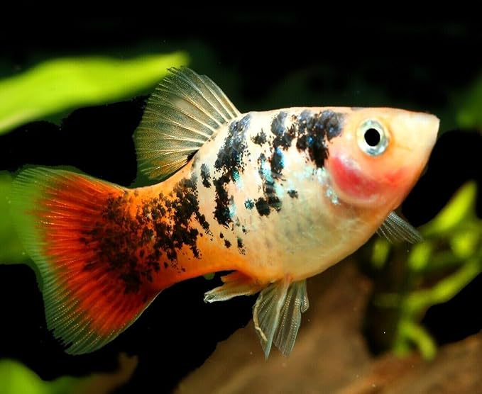 Aquatic Foods Inc. 0.5mm - 1/64" Tropical & Community Fish Floating Micro Pellets for Tetras, Guppies, Angel Fish, Small Cichlids, Goldfish. All Tropicals - WL…1-lbs 10oz Jar
