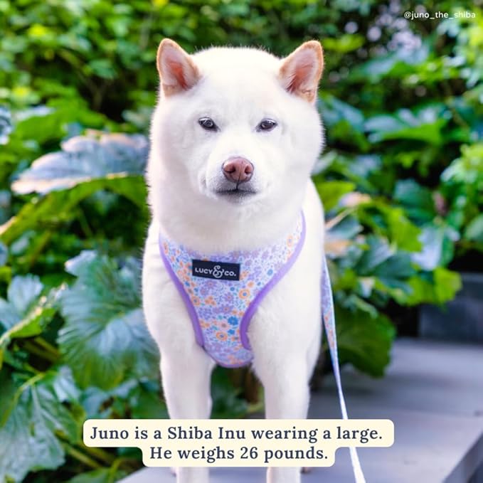 Lucy & Co. Cute Reversible Dog Harness Walking Halter - Best Designer Pet Harnesses for XS - XL Dogs - Padded Adjustable Vest for Easy Walking (Medium, Among The Wildflowers - Purple Floral)