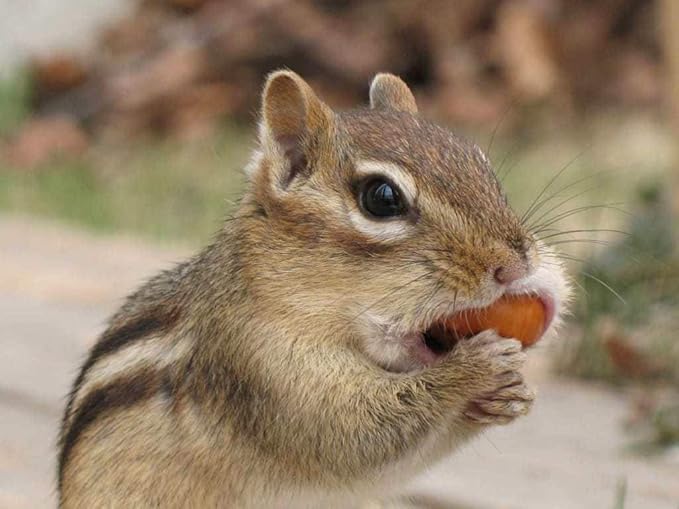 Wakefield Extra Large Virginia Peanuts for Animals, 25 LBS
