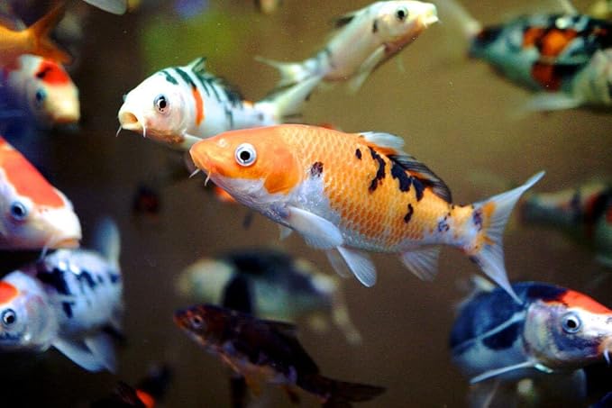 Aquatic Foods Inc. Goldfish Flakes, 42% Protein Color Enhancing and Spirulina Flakes for Aquarium & Pond Goldfish, Koi and All Pond Fish...WL 6oz Med Jar