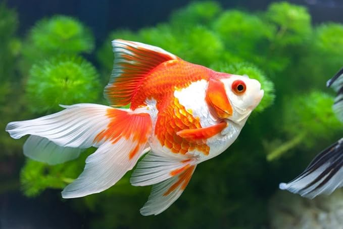 Aquatic Foods Inc. Goldfish Flakes, 42% Protein Color Enhancing and Spirulina Flakes for Aquarium & Pond Goldfish, Koi and All Pond Fish...WL…1-lb Poly Bag