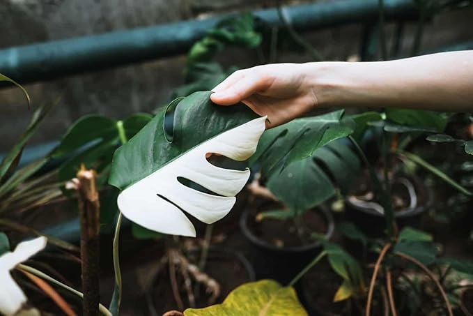 Premium Monstera Borsigiana Potting Mix - Retains Moisture and Promotes Root Growth by Gardenera - 5 Quart