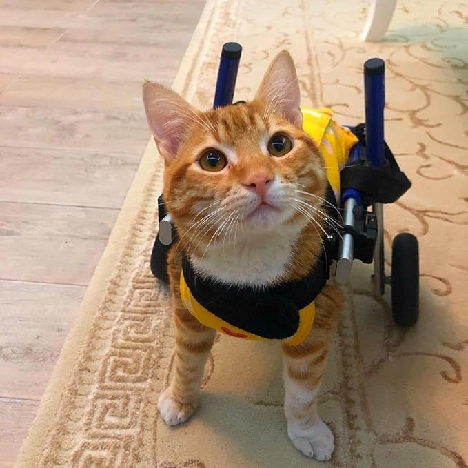 Walkin' Wheels Lightweight – for Small Cats 2 to 20 Pounds – Veterinarian Approved – Cat Wheelchair for Back Legs, for Cats 11-20 lbs, 7-8 inches Leg Height – Blue