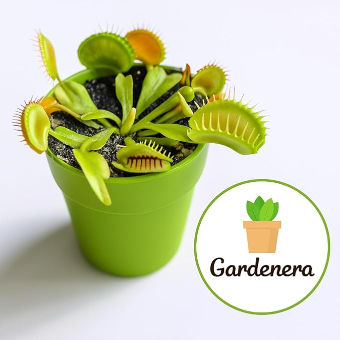 GARDENERA Sphagnum Moss Potting Mix for Carnivorous Plants, Moss and Perlite Blend for Potting Venus Fly Traps, Sarracenia, Pitcher Plants - 75% Sphagnum Moss + 25% Perlite - Made in USA - 4 Quart