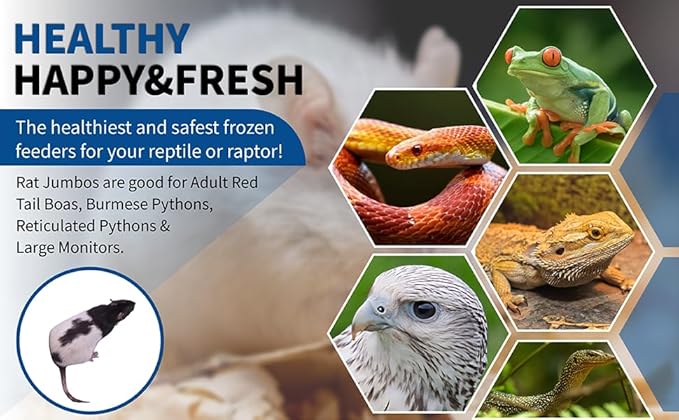 MiceDirect EST. 2003 25 Frozen Rat Jumbo Feeders Snake Food for Adult Red Tail Boas (9-11 in)(6875 Grams Min)