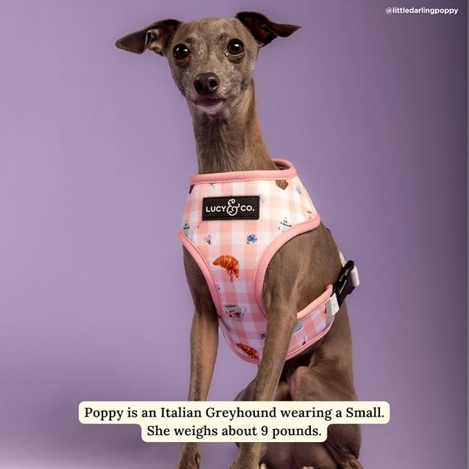 Lucy & Co. Sipping Slowly Reversible Dog Harness, Adjustable Comfort Fit with Dual Leash Attachments, Small