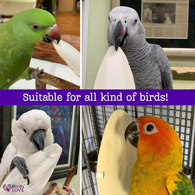 Birds LOVE Natural Cuttlebone | 100% Pure Sun-Dried Calcium Supplement for Birds, Tortoises, Snails & Crabs | Supports Beak & Shell Health | Easy to Chew | 12 Pack, Size 7.5 to 8"