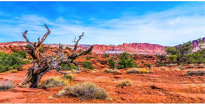 AWERT 60x24 inches Reptile Habitat Background Blue Sky Oasis Orange Desert Terrarium Background