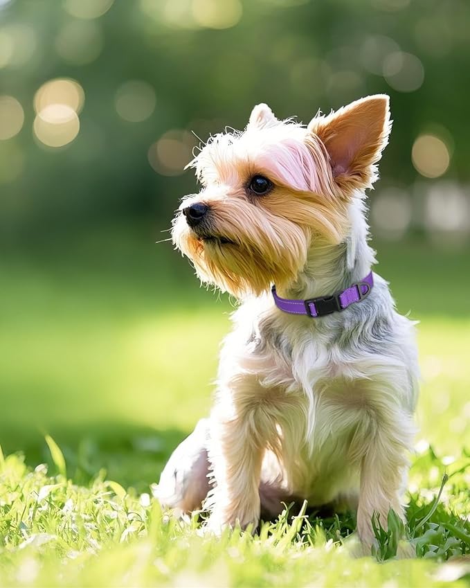 Joytale Small Dog Collar, Reflective and Adjustable Nylon Collar with Quick-Release Buckle, Lightweight No-Choke Design for Small Dogs, Purple, 5/8" Width