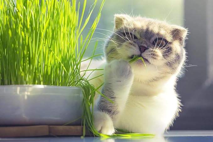 Gardenera Cat Grass Growing Medium - Provide Your Cat with a Fun and Healthy Source of Greens - 10 QUARTS