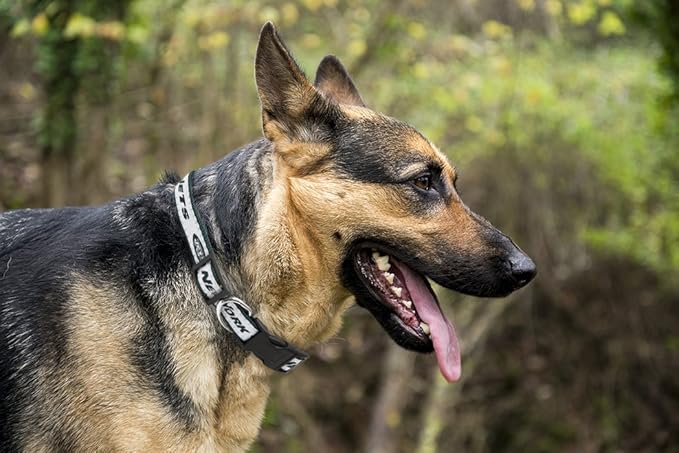 Pets First NFL New York Jets Licensed PET COLLAR, Large - Heavy-Duty, Strong, and Durable Dog Collar. Available in 31 Football Teams and 4 Sizes