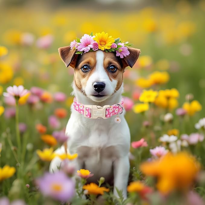 Summer Daisy Dog Collar, Cute Floral Adjustable Pink Dog Collars for Medium Dogs, Lightweight Quick-Release Buckle Collar for Boy&Girl Dogs M