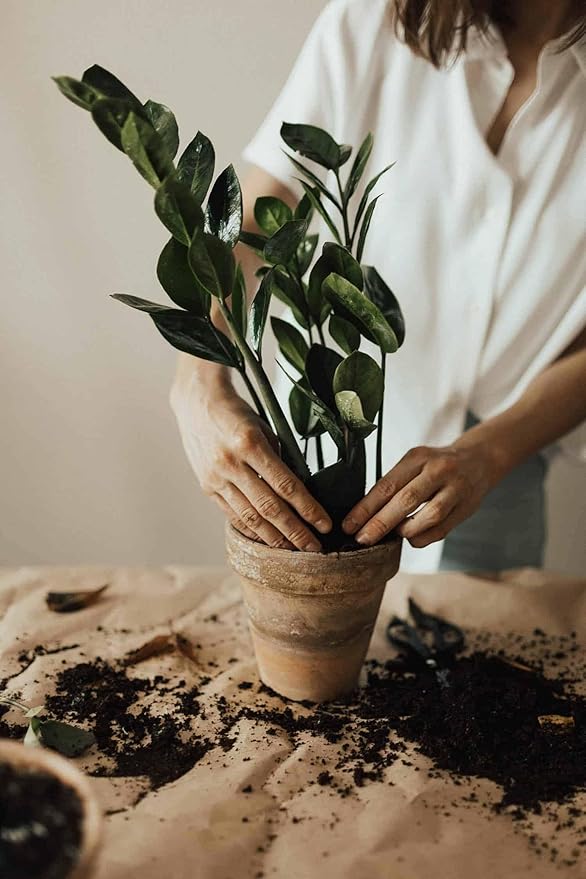 Gardenera Premium ZZ Plant Essential Potting Blend - All-Natural Blend for Thriving Zamioculcas Plants - Boosts Root Health and Distinctive Beauty - 2 QUARTS