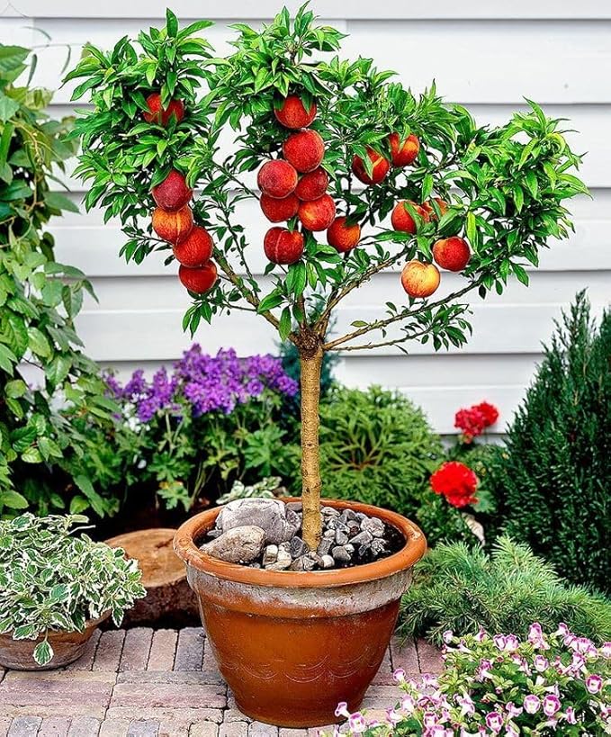 Gardenera Premium Peach Potting Soil Mix - Optimal Nutrient-Rich Blend for Thriving and Juicy Peaches - 4 Quart