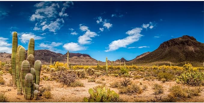AWERT 30x12 inches Reptile Habitat Background Blue Sky Oasis Cactus Desert Terrarium Background Vinyl