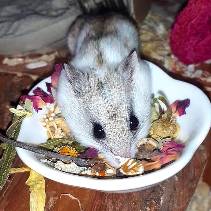 Flower Fusion Treat (1/2 lb) - Healthy Natural Dried Flower Herbivore Treat - Chinchillas, Guinea Pigs, Rabbits, Prairie Dogs, Degus, Hamsters, Rats, Squirrels, Sugar Gliders & Other Small Pets