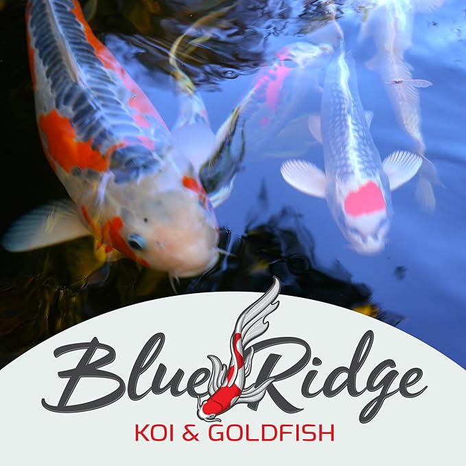 Blue Ridge Koi Fish Food 25lb - Cool Water Wheat 3/16", Fall and Winter Floating Pond Pellets, Ponds Fish Food