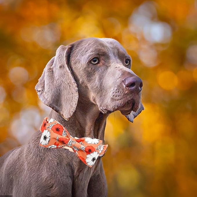 Fall Dog Collar, Pet Collar Bow Floral Pet Collar Girl Boy Holiday Pet Collars Gift Bow Cute Soft Puppy Collars for Medium