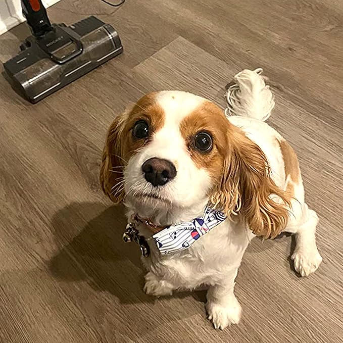 Lionheart glory Dog Collar, Dog Collar with Bow, Summer Stripe Boy Dog Bowtie Collar Cute Pet Collar Gift for X-Large Dog