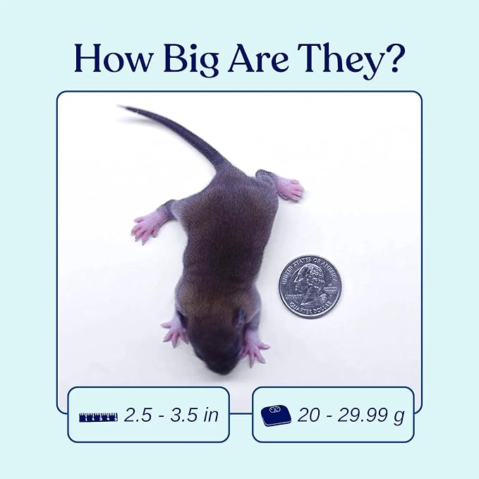 MiceDirect Frozen Rat Pups Feeder Food Adult Corn Snakes Juvenile Adult Ball Pythons Monitor Lizard (100 Count)