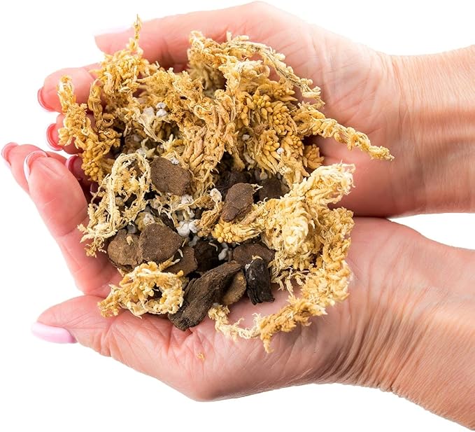 GARDENERA Premium Preserved Reindeer Moss for Potted Plants, Terrariums, Fairy Gardens, Arts and Crafts or Floral Decor Design in Natural (1 Quart Bag)