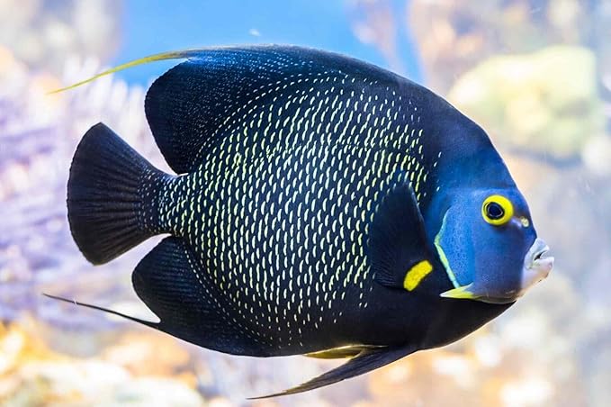 Aquatic Foods Inc. Brine Shrimp Flakes for Freshwater Cichlids, Angels, Live Bearers, Tetras, Guppies, Marine Tangs, Butterflies, Angelfish, Anthias, Clown Fish...WL 2oz Sm Jar