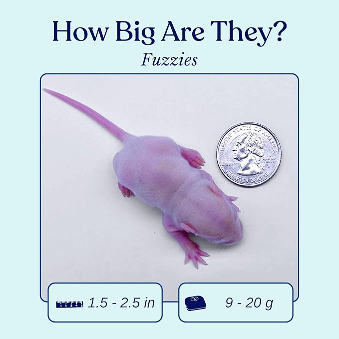 MiceDirect 125 Frozen Rat Fuzzies Feeders Snake Food for Adult Corn Snakes Ball Pythons (2-2.5 in)(Pack of 125)(1125 Grams Min)