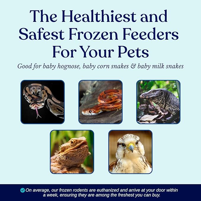 MiceDirect EST. 2003 40 Frozen Mice Pinkie Feeders Snake Food for Corn Ball Pythons Lizards (.5-1 in) (80 Grams Min)