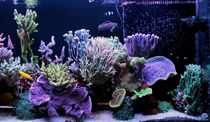 Aquatic Foods Inc. Small Fry Food Micro 500-800 Golden Pearls Baby Food for Newborn & Juvenile Freshwater Fish, Marines, Corals, Anemones, Baby Koi and Pond Fish…4.6oz Squeeze Bottle