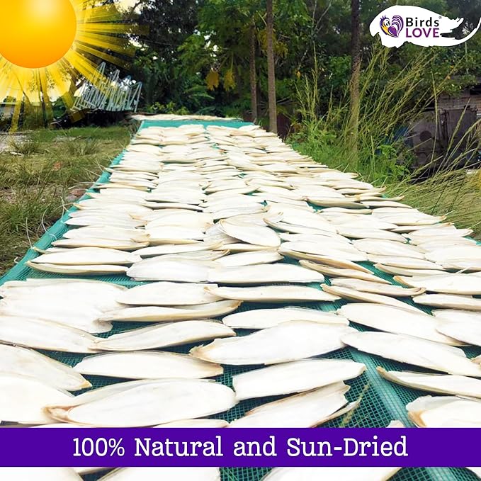 Birds LOVE Natural Cuttlebone for Birds & Reptiles – 100% Pure Sun-Dried Calcium Supplement – Supports Beak, Bone & Shell Strength – Safe Daily Use - 2 Pack with Holder, Size 3.5 to 4"