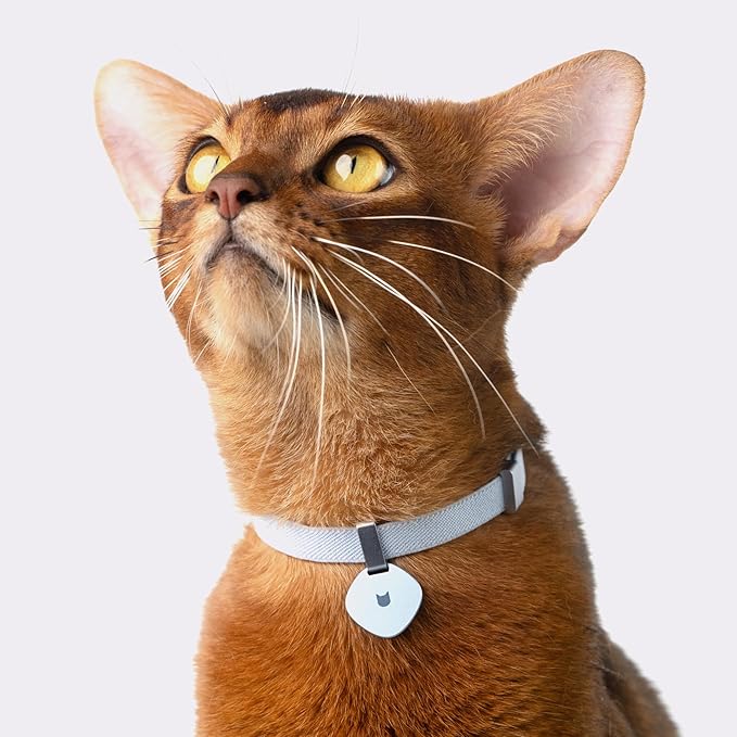 Safety Cat Collar Pro - U.S. IDA Gold Awarding Design, Elastic Quick Release Cat Collar with Buckle Non Breakaway - Lightweight for Kitten All Small Large Cats (Blush Pink, M 7.9-15.7")
