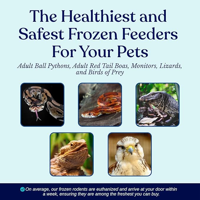 MiceDirect Frozen Rat Medium Feeder Food Adult Ball Pythons, Monitors, Lizards & Birds of Prey, 40 Ounce (35 Count)