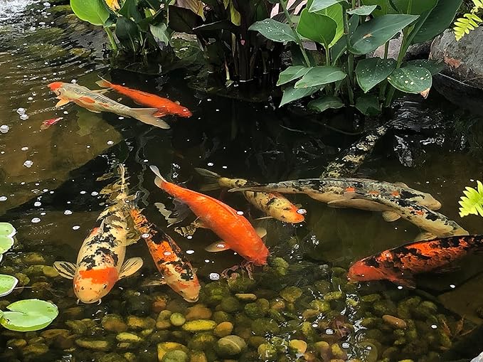 EasyPro PC33 Platinum Koi & Goldfish Food, 33 lb